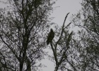 VWG vogelreis Oost Duitsland mei 2010 377